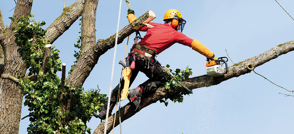 ÉTÊTAGE D’ARBRE